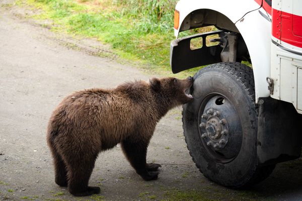 A bear playing with a bus tire thumbnail