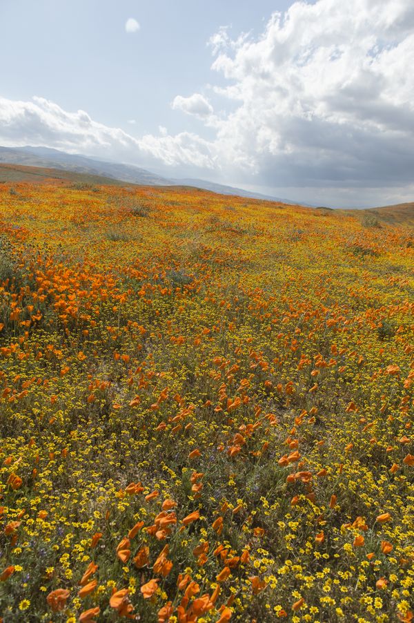 California poppies in Antelope Valley thumbnail