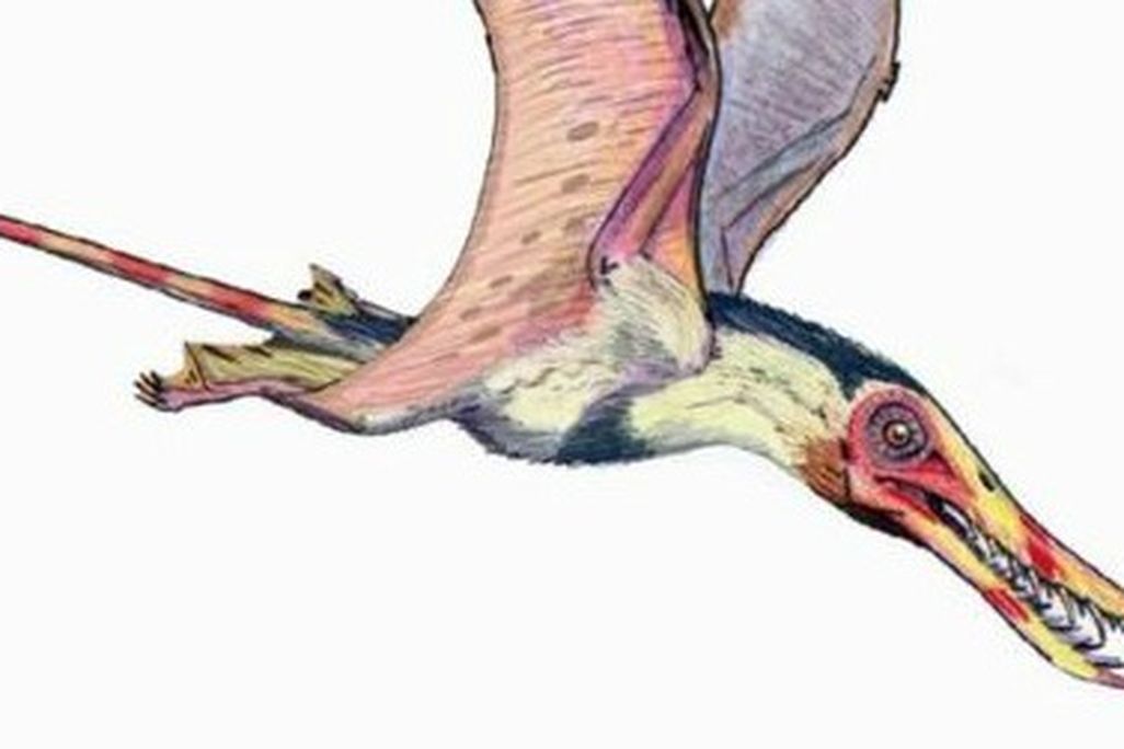A restoration of the pterosaur Rhamphorhynchus by ДиБгд