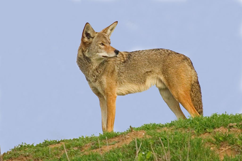 Coyote