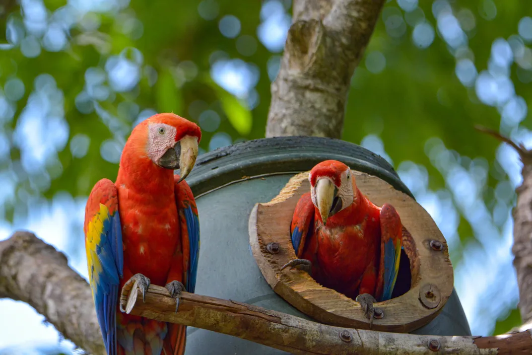 Macaws