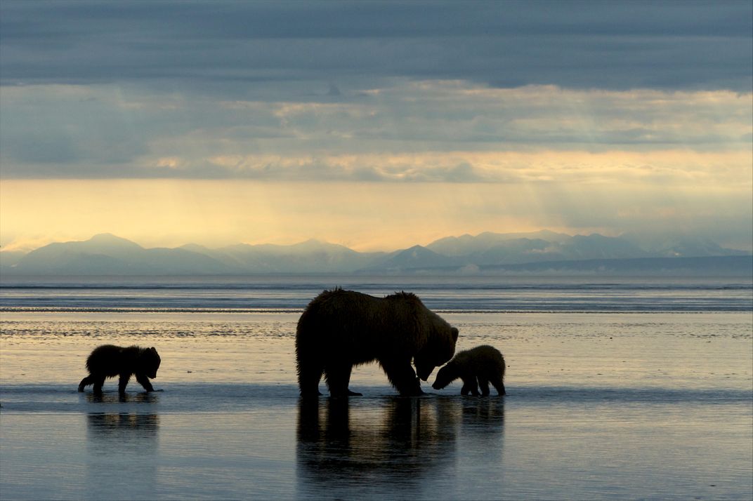 Mother bear and cubs in Alaska