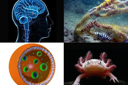 Arachnophobia, coral reefs, artificial cells and strange amphibians starred in some of this year's science finds you might have missed.