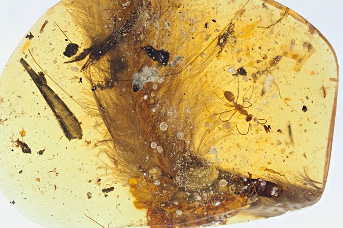 A tiny dinosaur trapped in amber turned out to be a 'really weird animal'  instead