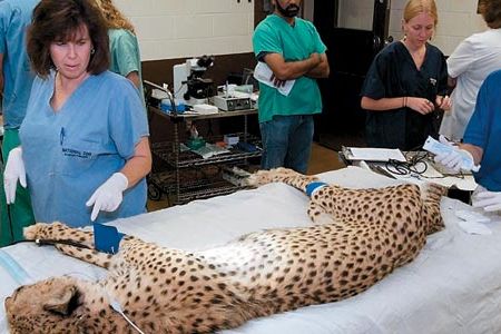 National Zoo researchers (with Ume) are experimenting with cheetah fertility.