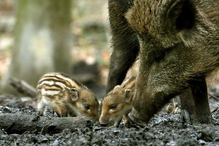 A wild boar and her little squeakers explore in Duisburg Forest, Germany.