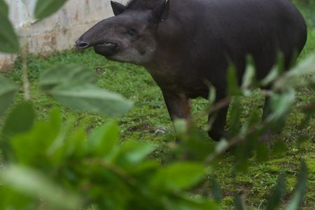 Omaca, the sample eating Tapir (tried, but did not succeed). Jokes aside, a remarkable animal to be around while doing science! Photo credit: Benjamin Blonder.