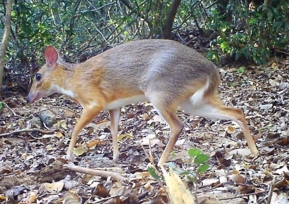 Scientists Thought This Fanged, Cat-Sized Deer Was Gone for Good—Now It's  Been Found Again in Vietnam | Smart News| Smithsonian Magazine