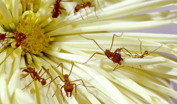 Leafcutter ants can be found across Central and South America. They build gigantic, subterranean nests with complex societies. (Chip Clark, Smithsonian)