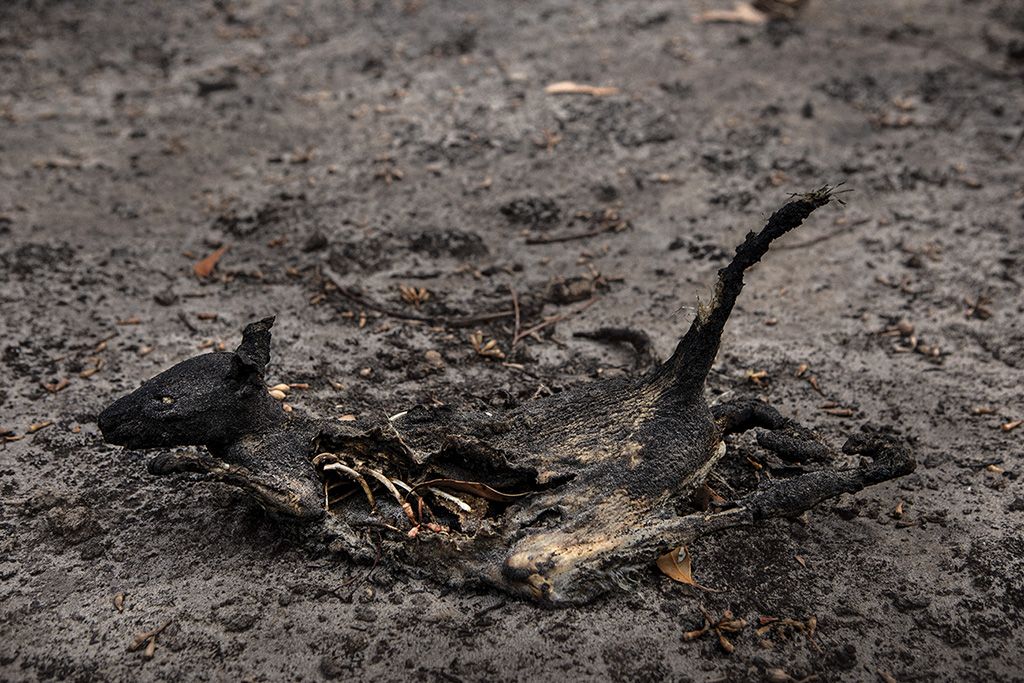 The remains of a Tammar wallaby. Where the fires raged, populations of kangaroo and wallabies were devastated; up to 40 percent of the island’s unique kangaroo subspecies may have been killed.