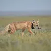 swift-fox.jpeg