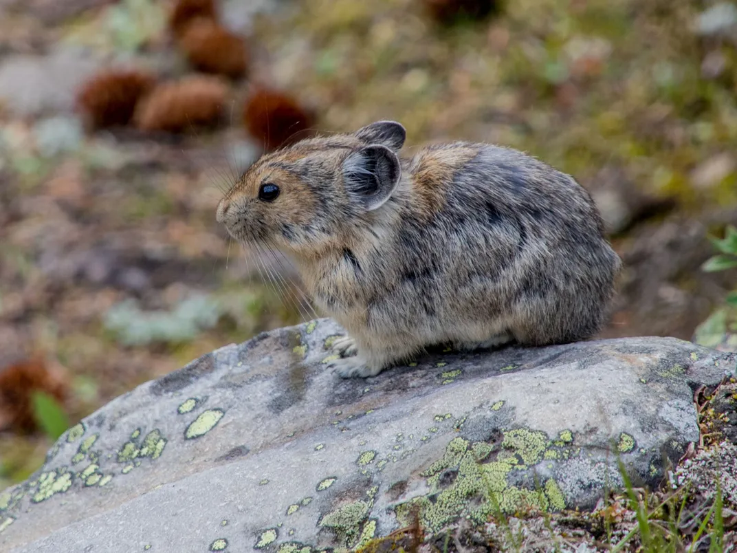 Pika at Lake Moraine | Smithsonian Photo Contest | Smithsonian Magazine