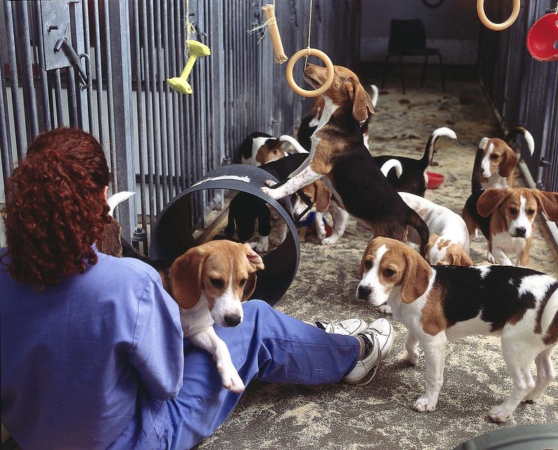 animal testing on dogs