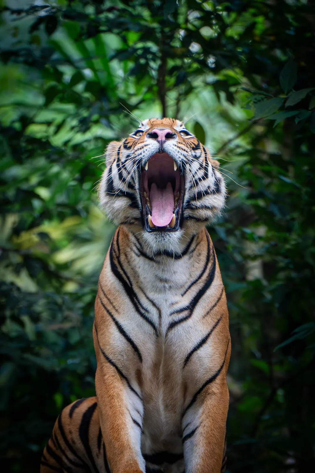 Tiger Yawn