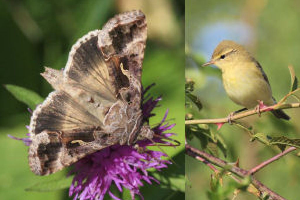 20110520102441SilverYWillowWarbler.jpg
