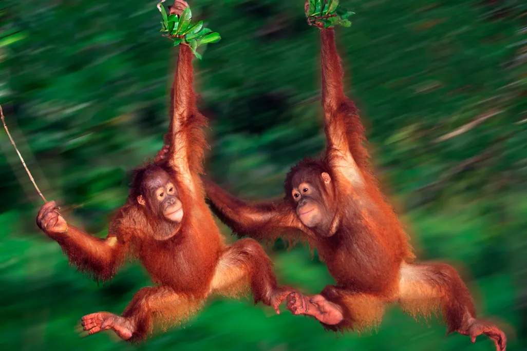 Orangutans