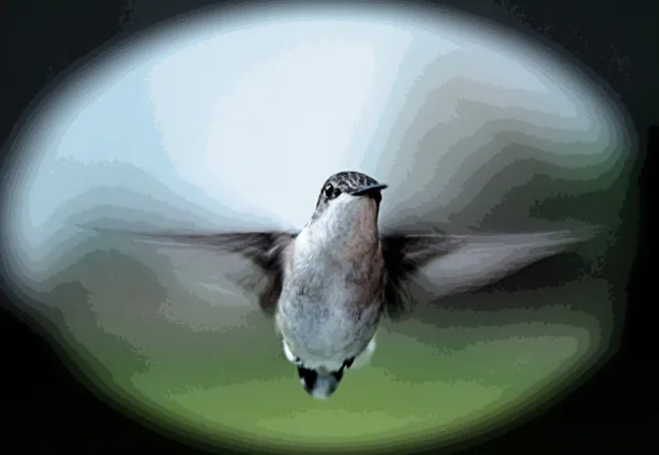 A Hummingbird's wings in motion thumbnail