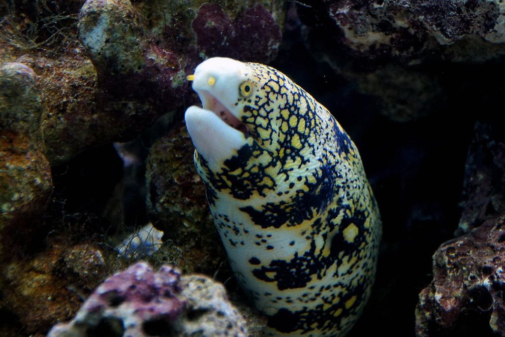 snowflake moray eel