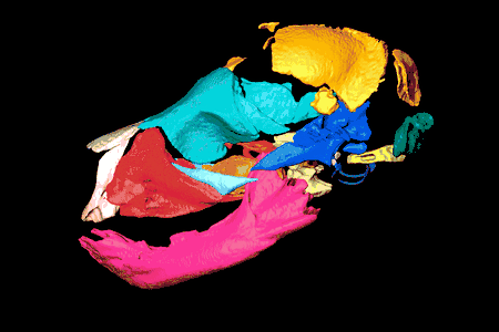 CT scan of a newborn panda cub.