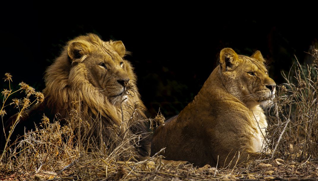 Lion Family | Smithsonian Photo Contest | Smithsonian Magazine