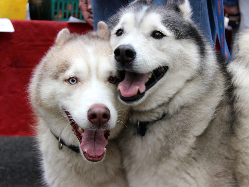 are huskies better in pairs