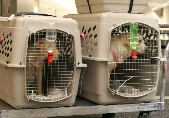 Is Taking Your Pet on an Airplane Worth the Risk? | Travel| Smithsonian  Magazine