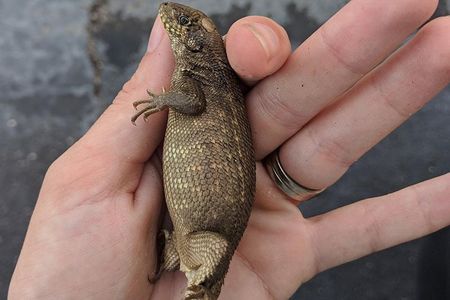 Nearly all of this northern curly tail’s digestion was halted by an impassable fecal mass.