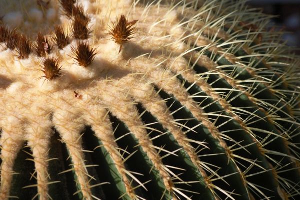 Prickly spines of a cactus. thumbnail