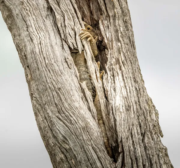 Almost Invisible thumbnail