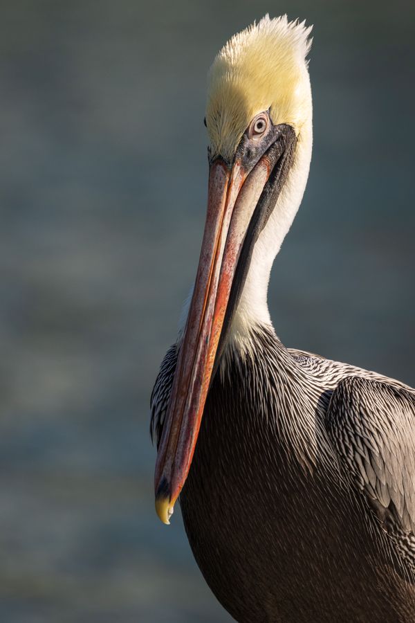 Brown Pelican Portrait thumbnail