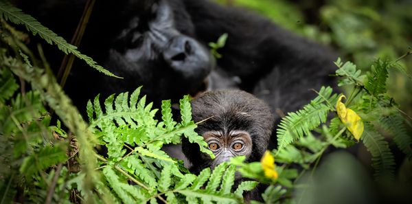 Mzungu and Curious Eyes thumbnail