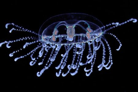 This jellyfish, Scolionema suvaense, was raised in the National Museum of Natural History’s Invertebrate Zoology “AquaRoom.” Here, the species is sinking through food with its tentacles spread wide.