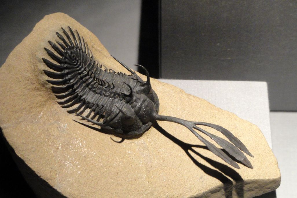 a trilobite fossil with a long, three-pronged trident coming out of its head