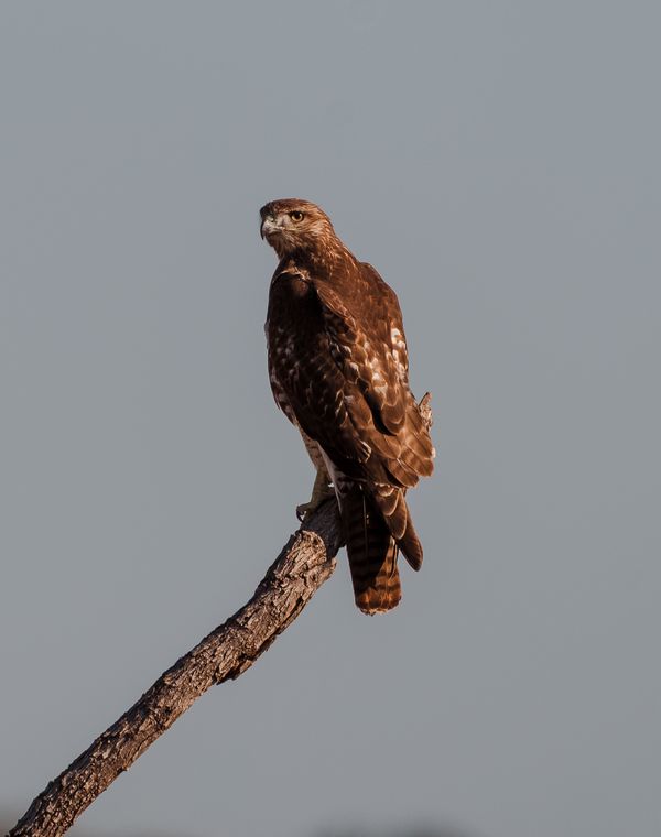 Watching like a hawk thumbnail