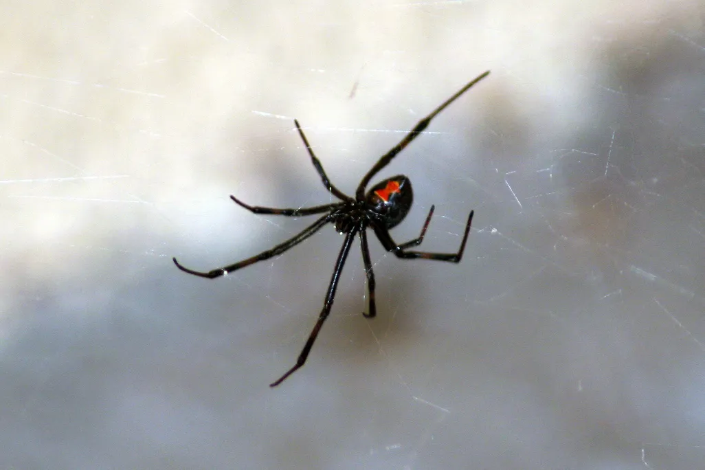 a black widow spider in a web