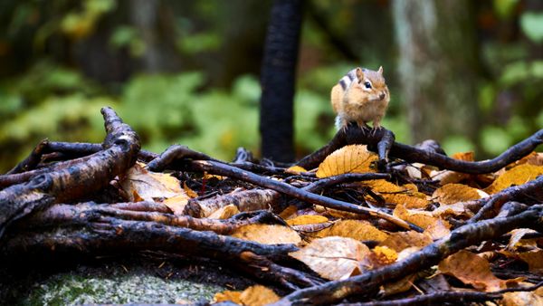 Chipmunk in New England's Forest thumbnail