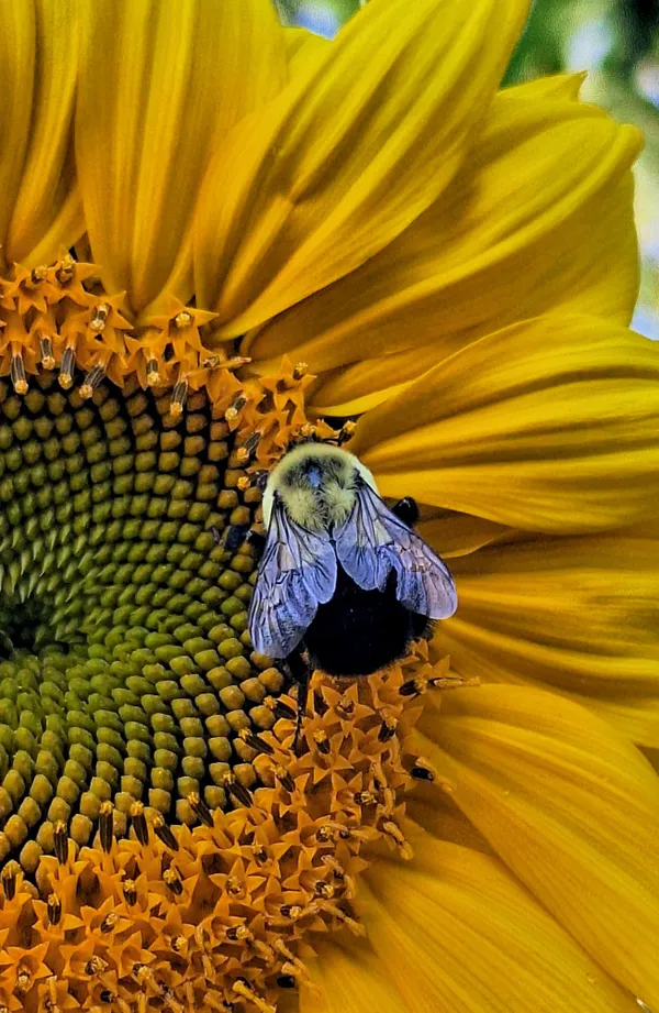 Bee Butt on Sunflower thumbnail