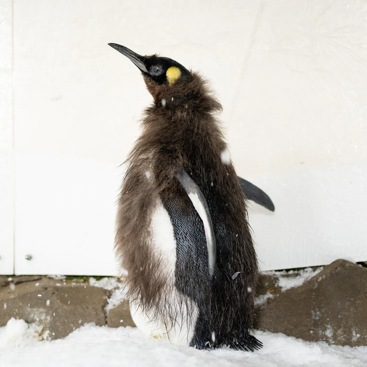 See New Images of Pesto, Australia's Enormous Baby Penguin, in His 'Awkward  Phase,' Molting His Downy Feathers