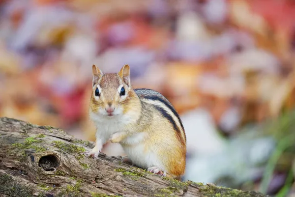 Panic attack! thumbnail