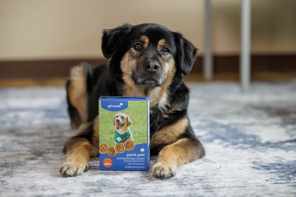 Dog with box
