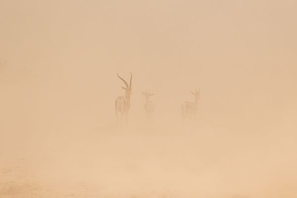 Grant Gazelles in a sand storm in Amboseli thumbnail