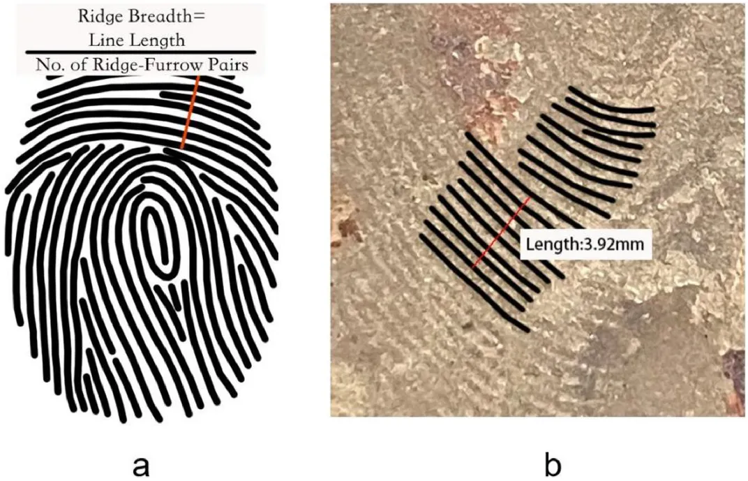An overview of mean ridge breadth measurements (left) and a set of fingerprints measured for the study (right)