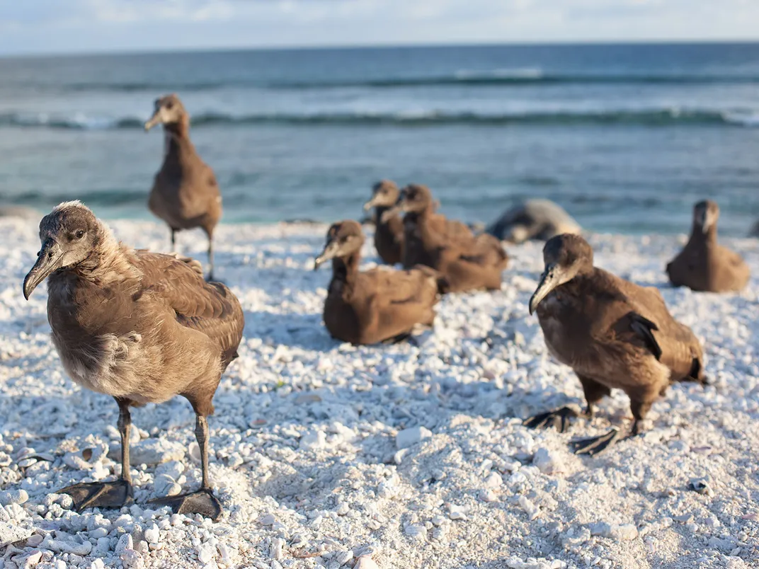 Black-Footed Albatross on East Island