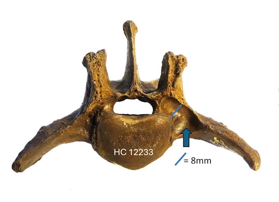 saber-toothed cat vertebra