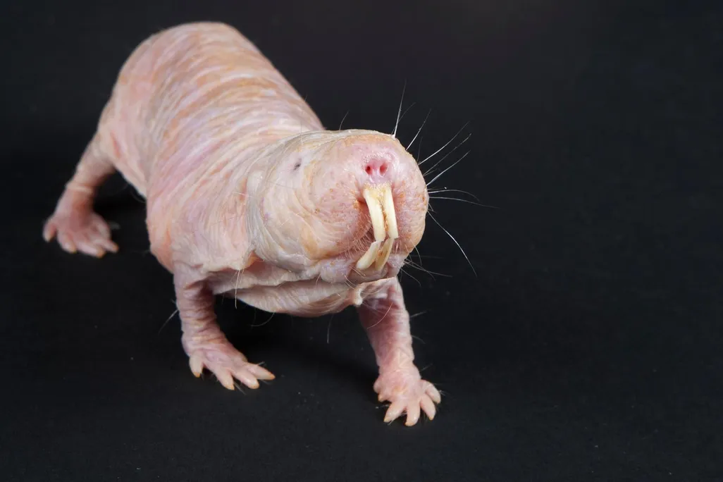 A pink naked mole rat stands against a black background. The rodent is showing it's teeth. 