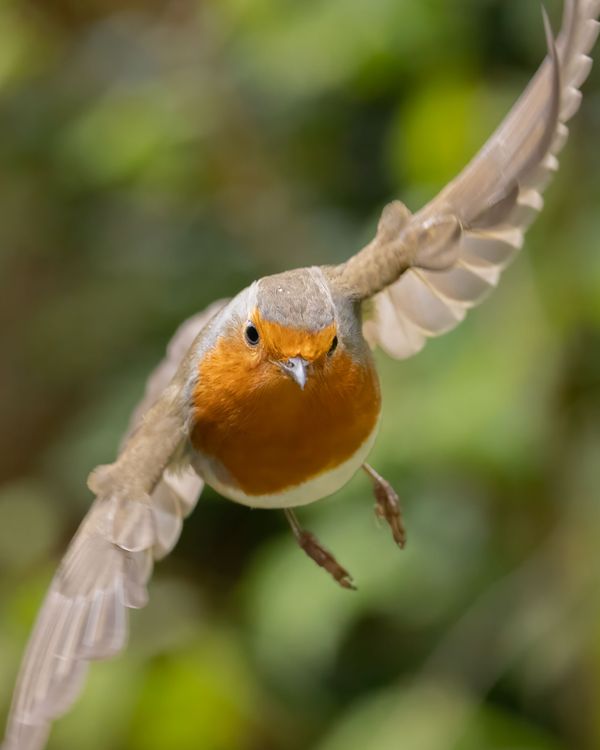 European robin in flight (Erithacus rubecula) thumbnail