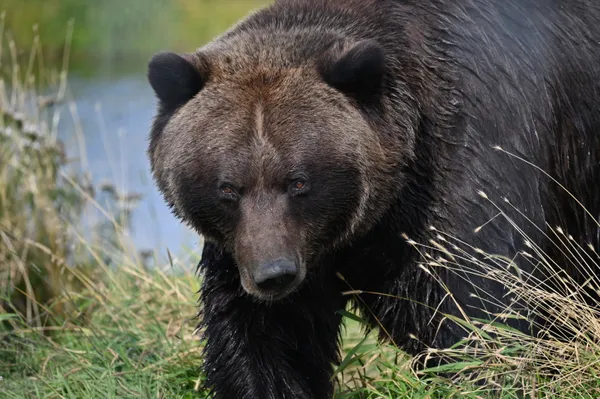 JB the Brown Bear thumbnail