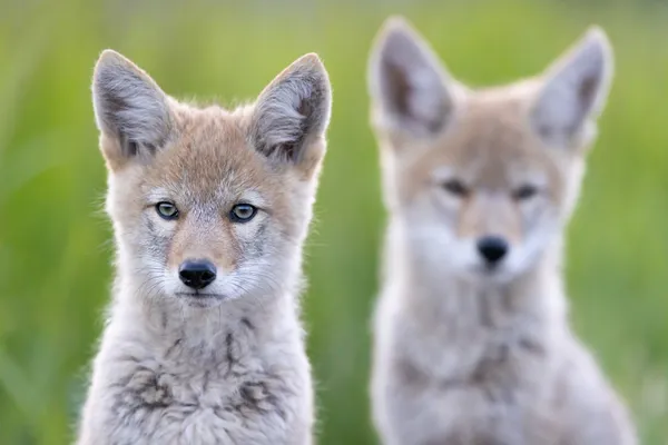 Coyote Siblings thumbnail