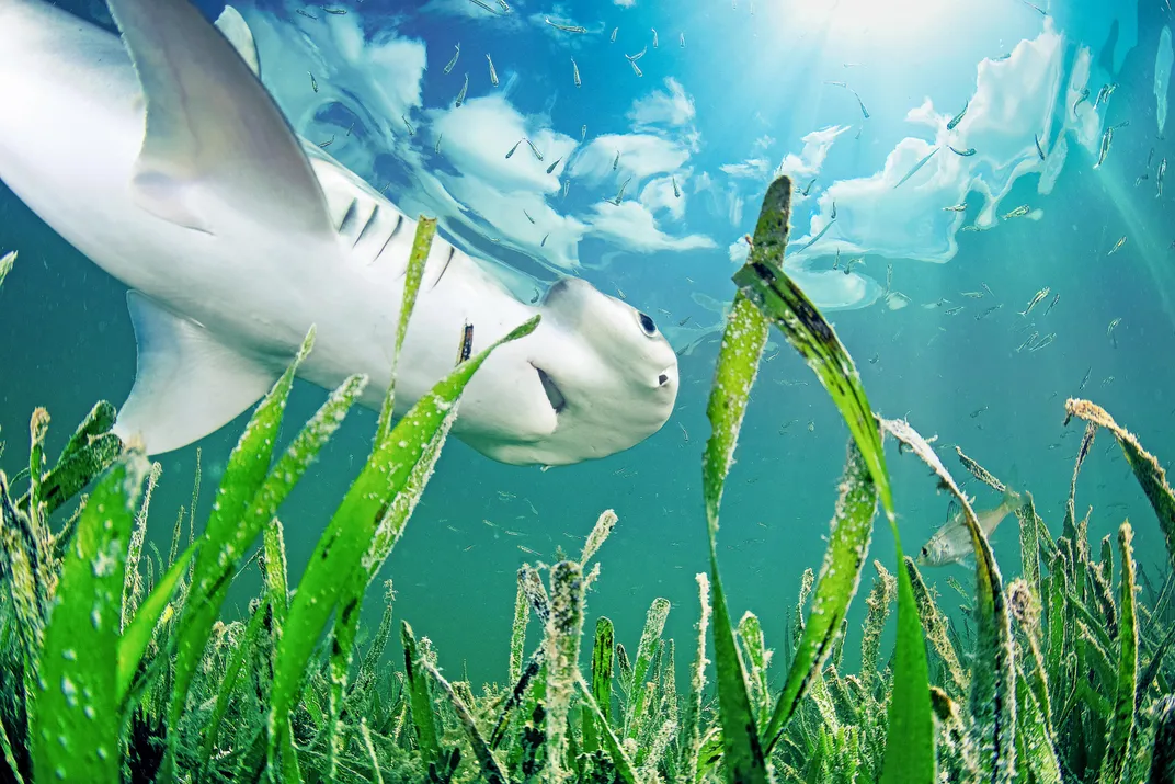 Seagrass: Why We Need To Save The Savannas Of The Sea Now