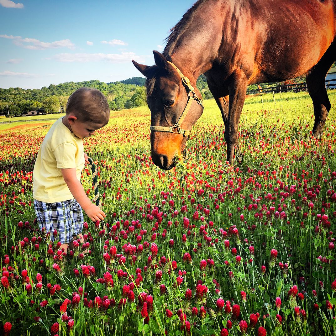 a-boy-and-his-horse-enjoying-the-day-amongst-the-red-clover